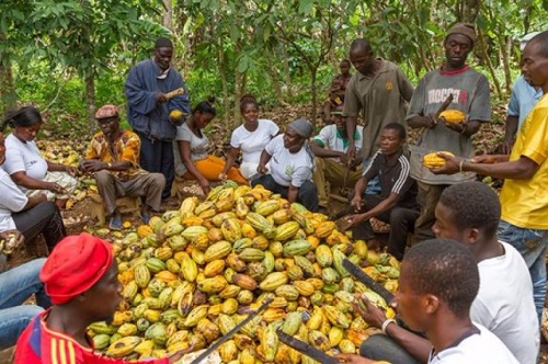 Why is China’s cocoa pricier? – Oteng-Gyasi calls for investigation