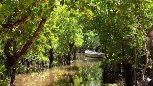 How mangrove forests helped stall environmental crime