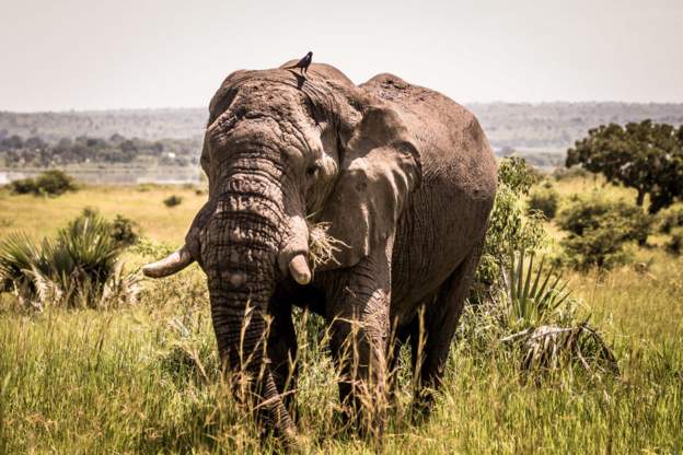 Elephant tramples tourist to death in Uganda